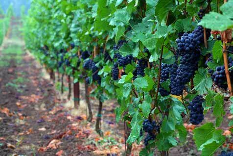 A szőlőt régóta a gyümölcsök királyának tartják, az ókorban a termékenység szimbóluma volt. Kiváló tulajdonságaiban az alma mellé állítható. Teljes értékű táplálék. Ha kizárólag gabonafélét és szőlőt fogyasztunk, szervezetünk mindenhez hozzájut, amire  a 