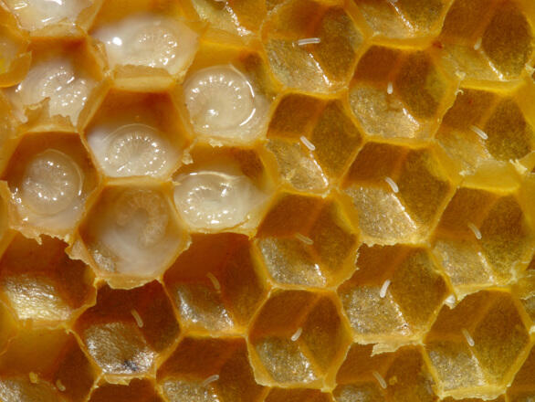 Méhpempő a cukorbetegség és az Alzheimer kór megelőzésére