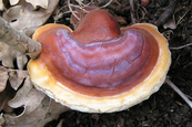 A csodálatos pecsétviaszgomba, ganoderma Pecsétviaszgomba, ganoderma