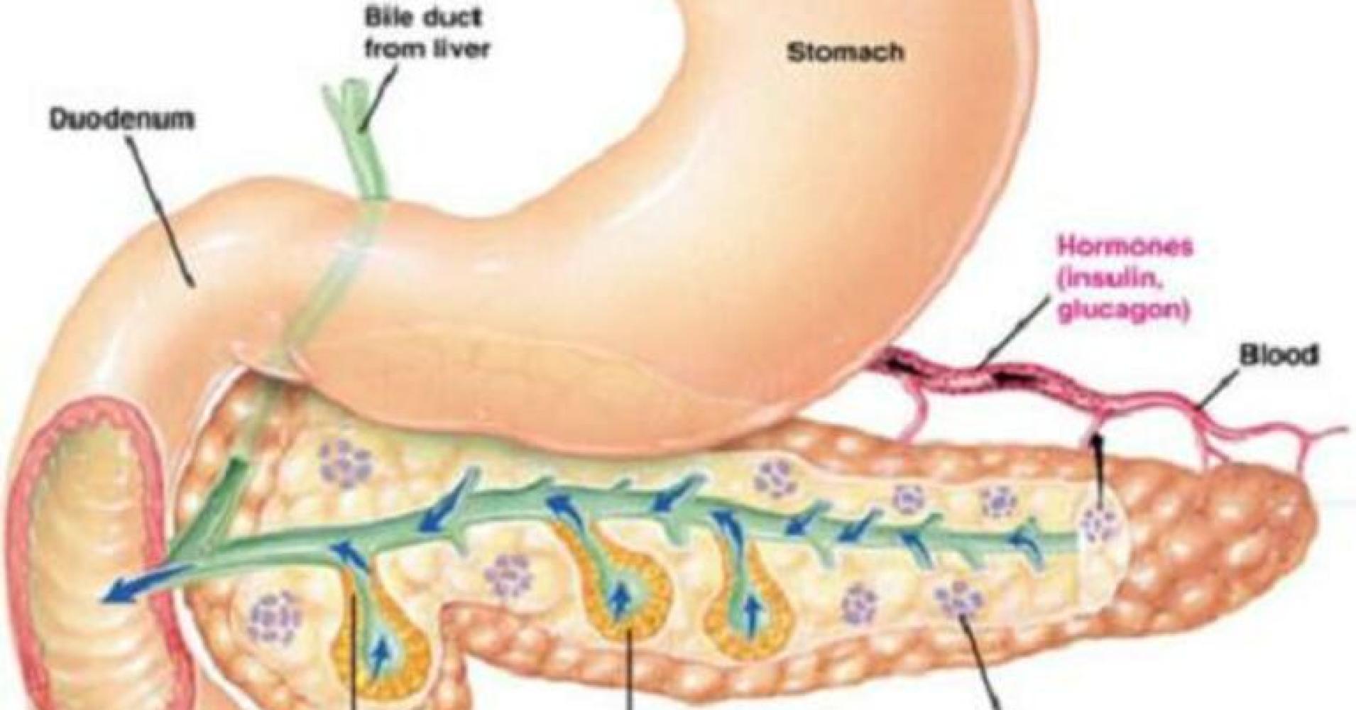 Что такое стеатоз поджелудочной железы