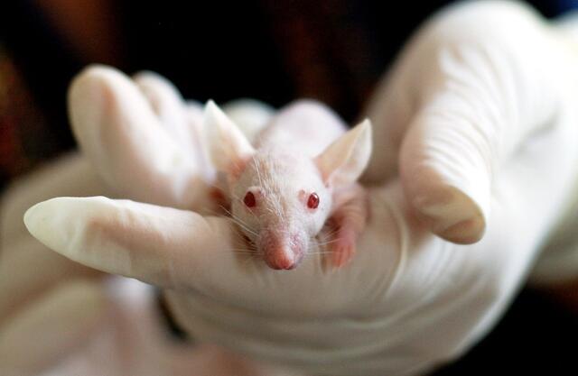 Egereken tesztelték, hogyan függ össze a dopamin a túlevéssel