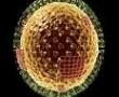 AZ INFLUENZA VÍRUS TERJEDÉSE Az influenza vírus
