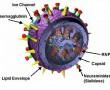 Influenza vírus 