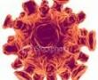 Influenza vírus Influenza vírus