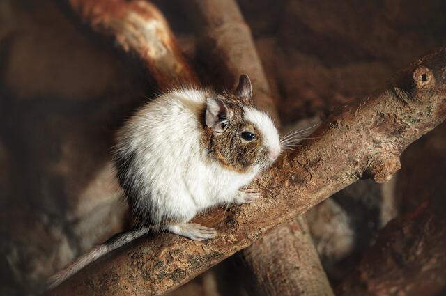 cukorbeteg degu A DEGU ÉS A CUKORBETEGSÉG