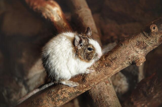 A DEGU ÉS A CUKORBETEGSÉG