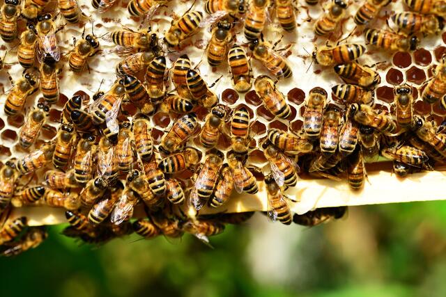 A méz segít megőrizni az inzulinérzékenységet