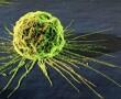 HPV vírus HPV vírus