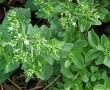 Stevia a gyógynövény Stevia a gyógynövény