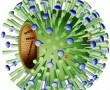 Influenza vírus Influenza vírus