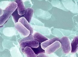 szuperbaktériumok, baktériumok, antibiotikumok szuperbaktériumok, baktériumok, antibiotikumok