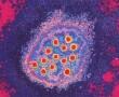 A Hepatitis megelőzése A Hepatitis megelőzése