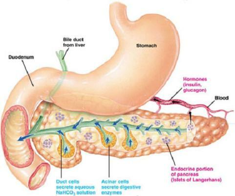 Fövényi professzor nagyszerű tanulmányát olvashatjátok a cukorbetegség és a metabolikus szindróma kutatásának, gyógyításának történetéről, kialakulásáról ebben a cikkben! metabolikus szindróma, cukorbetegség, hasnyálmirigy, diabetesz