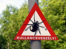 kullancs, kullancseltávolítás, kullancs betegségek kullancs, kullancseltávolítás, kullancs betegségek