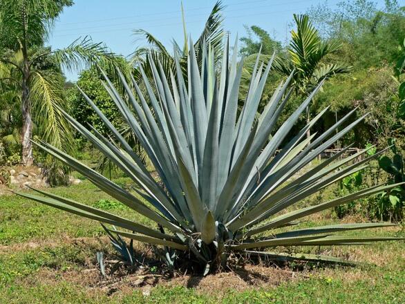 tequilával,cukorbetegség,agávé tequilával,cukorbetegség,agávé