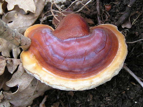 A csodálatos pecsétviaszgomba, ganoderma Pecsétviaszgomba, ganoderma