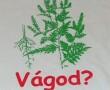 Parlagfű allergia kezelése Parlagfű allergia