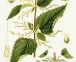Urticaceae Urticaceae