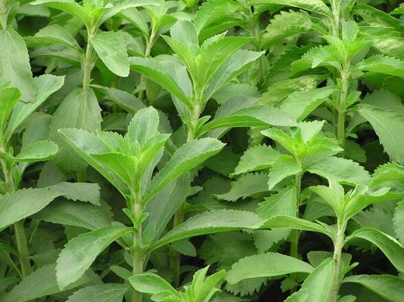 Stevia Stevia
