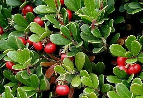 Az áfonya magas ásványi anyag és vitamin tartalmának köszönhetően kiválóan alkalmazható az alternatív gyógyításban. Jótékony hatásait a cukorbetegek is élvezhetik. Áfonyával az egészségért - természetes gyógymóddal a cukorbetegség ellen
