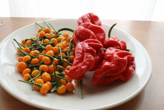 Kapszaicin tapasz Kapszaicin tapasz