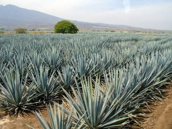 tequilával,cukorbetegség,agávé tequilával,cukorbetegség,agávé