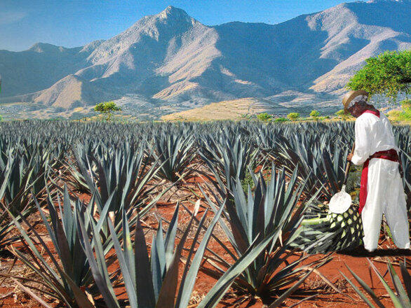 tequilával,cukorbetegség,agávé tequilával,cukorbetegség,agávé
