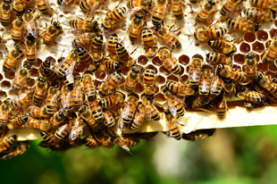 A méz segít megőrizni az inzulinérzékenységet