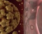 HPV vírus HPV vírus