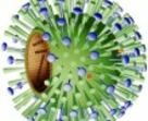 Influenza vírus Influenza vírus