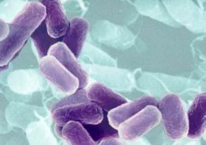 szuperbaktériumok, baktériumok, antibiotikumok szuperbaktériumok, baktériumok, antibiotikumok