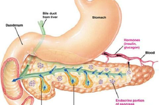 Fövényi professzor nagyszerű tanulmányát olvashatjátok a cukorbetegség és a metabolikus szindróma kutatásának, gyógyításának történetéről, kialakulásáról ebben a cikkben! metabolikus szindróma, cukorbetegség, hasnyálmirigy, diabetesz