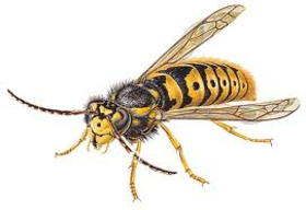 darázscsípés, rovarméreg, méreg allergia, allergiás reakció darázscsípés, rovarméreg, méreg allergia, allergiás reakció