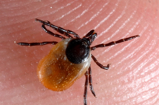 A Lyme-kór ma is rettegett betegség - ráadásul a szabadban bármikor lecsaphat ránk. Mi okozza, mik a tünetei és hogyan lehet kezelni? kullancs csípés A Lyme-kór ma is rettegett betegség - ráadásul a szabadban bármikor lecsaphat ránk. Mi okozza, mik a tünetei és hogyan lehet kezelni? kullancs csípés