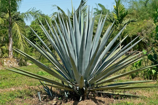 tequilával,cukorbetegség,agávé tequilával,cukorbetegség,agávé