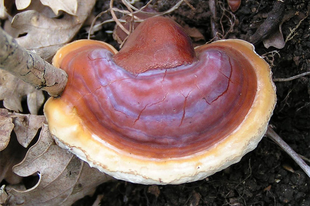 A csodálatos pecsétviaszgomba, ganoderma Pecsétviaszgomba, ganoderma