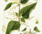 Urticaceae Urticaceae